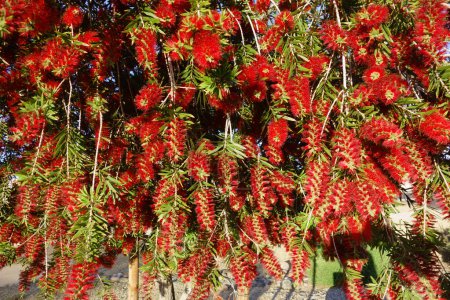 Crimson Callistemon crecido como árbol de cepillo de botella llorón con flores esponjosas de color rojo