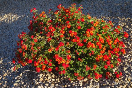 Photo for Blooming common red Lantana in desert style xeriscaped grounds in spring in Phoenix, AZ - Royalty Free Image