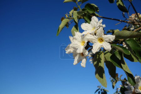 Anacahuita (también conocida como Cordia Boissieri, White Cordia, Mexican olive, Texas wild olive) floreciendo a principios de primavera; espacio para copiar