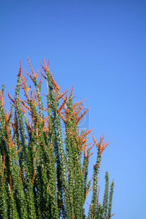 Arizona desert native wood-like semi-succulent Ocotillo, Fouquieria splendens, blooming with red flowers in early spring, copy space