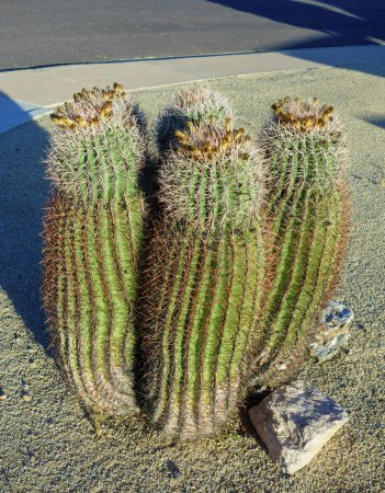 Arizona residential street corner with a tight cluster of thorny fishhook barrel columnar cacti used in city xeriscaping in Phoenix