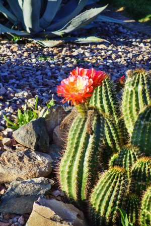 Blooming Hedgehog cactus, Echinocereus, en el parche de estilo desierto xeriscaped junto a un césped de hierba verde en Phoenix, AZ