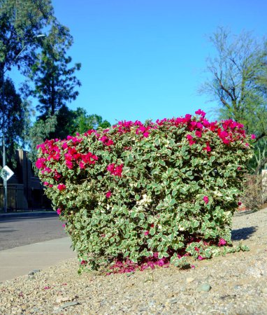 Téléchargez les photos : Arizona xeriscaped rue résidentielle bord décoré avec arbuste ornemental rouge cramoisi Bougainvillea, Phoenix, Arizona - en image libre de droit
