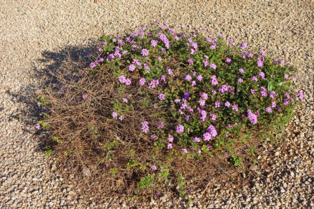 Halb trockener Strauch von Trailing Lantana Montevidensis nach dem kalten Winter, der im zeitigen Frühling mit Trauben lavendelfarbener Blüten aufwacht, in Phoenix, Arizona