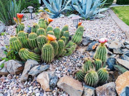 Floración brillantemente colorida Hedgehog cactus, Echinocereus, en terrenos xeriscaped estilo desierto en Phoenix, AZ