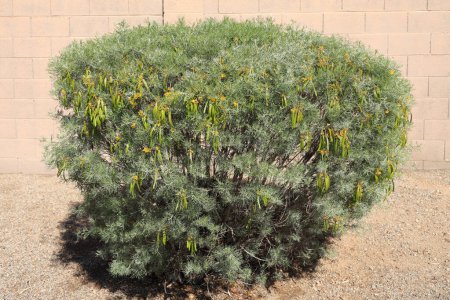 Fedrige australische Cassia oder Sive Senna (Senna Artemisioides) mit grünen Samenschoten und gelben Blüten im Frühling