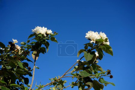 Anacahuita (auch bekannt als Cordia Boissieri, White Cordia, Mexican Olive, Texas Wild Olive) blüht im frühen Frühling, Kopierraum