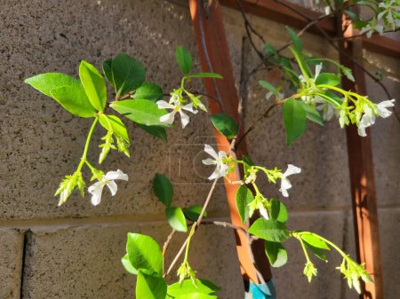 Weiße duftende Blüte des Sternjasmins, Trachelospermum jasminoides, im Frühling an Holzgittern