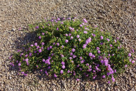 Téléchargez les photos : Floraison arbuste de faible hauteur de Lantana Montevidensis utilisé dans le style désert xeriscaping - en image libre de droit