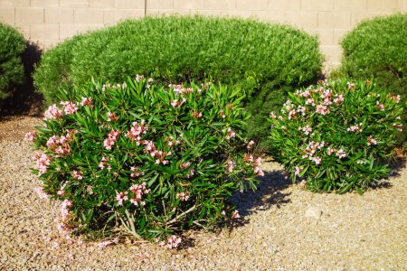 Paisaje xeriscapeado de Arizona con adelfa rosa enana tolerante a la sequía o Nerium Petite Oleander con flores de color rosa claro como parte de un seto informal 