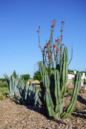 Ocotillo floreciente, suculentas de agave azul y cactus de Cereus columnar utilizados en xeriscaping callejero en Phoenix, Arizona 