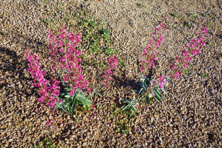 Arizona native Desert Penstemon parryi blooming with striking flowers in xeriscaped grounds in spring time