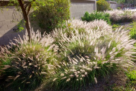 Gegenlichtaufnahme von dichtem und robustem Springbrunnengras, das häufig an Straßenrändern in Wohngebieten in Arizona wächst