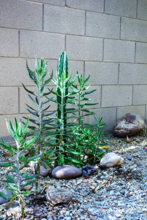 Kalanhoe también conocido como plantas de cocodrilo con cactus columnar Cereus utilizado en xeriscaping estilo desierto en Arizona