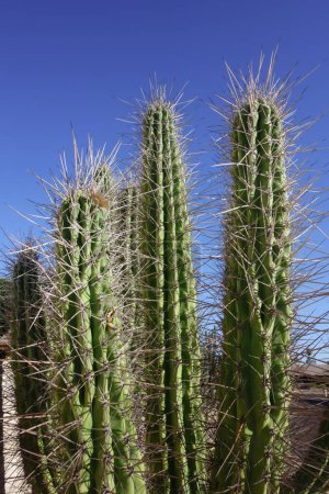 Gefährlich scharfe und lange Dornen von Stetsonia Coryne, auch bekannt als Argentinischer Zahnstocher-Kaktus unter wolkenlosem Frühlingshimmel in Arizona