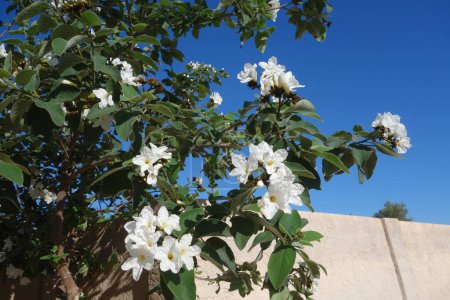 Anacahuita (also known as Cordia Boissieri, White Cordia, Mexican olive, Texas wild olive) flowering in early Spring