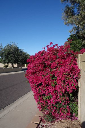 Téléchargez les photos : Arizona route résidentielle avec un rouge cramoisi coloré Bougainvillea à son bord - en image libre de droit
