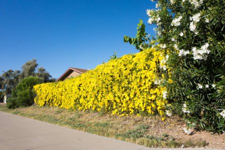 Spring bloom of white Oleander and golden Dolichandra unguis-cati in natural hedge along city road sidewalk in Phoenix, Arizona, copy space