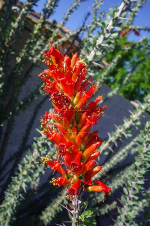 Nahaufnahme von rot blühenden Blütenständen der halbsaftigen Ocotillo-Pflanze Fouquieria splendens 