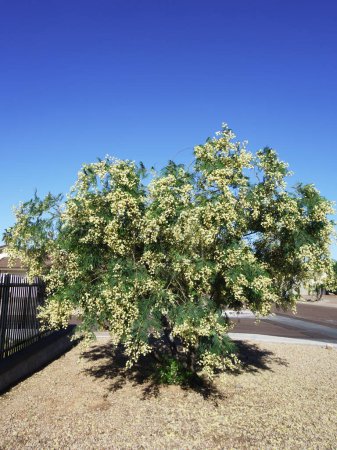 Blooming Acacia mearnsii, Black Wattle, at city street corner with ball-like round puffy creamy flowers
