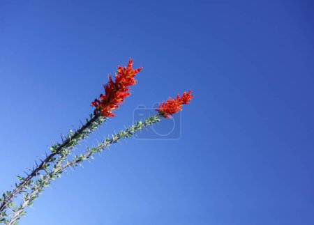 Arizona désert semi-succulent en bois indigène Ocotillo, Fouquieria splendens, floraison avec des fleurs rouges au début du printemps, espace de copie