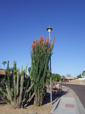 Blühende Ocotillo und säulenförmige Cereus Kakteen zusammen mit anderen Wüstenpflanzen, die bei Straßenexeriscaping in Phoenix, Arizona, verwendet werden