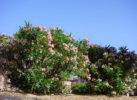 rizona xeriscaped landscape with drought tolerant dwarf pink oleander or Nerium Petite Oleander with light pink flowers as a part of an informal hedge, copyspace
