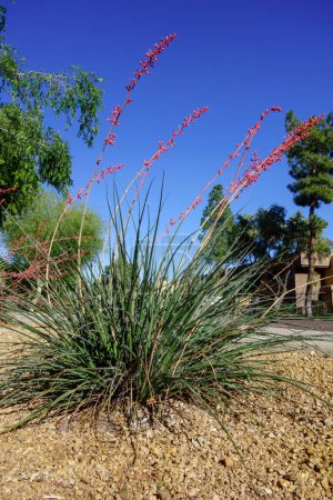 Wüstenbewohner aus Arizona blühen rote Yucca, Hesperaloe parviflora, auf einem Gehweg in Phoenix, Arizona