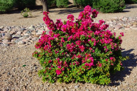 Téléchargez les photos : Arizona motifs xériscapés décorés avec arbuste ornemental rouge cramoisi Bougainvillea, Phoenix, Arizona - en image libre de droit