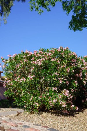 Esquina Xeriscaped con adelfa rosa tolerante a la sequía o Nerium Petite Oleander cubierta de flores rosas, Phoenix, Arizona 