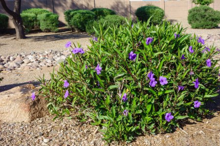 Ruellia del Desierto o Petunia Mexicano Púrpura arbusto perenne junto con rocas y grava en patio xeriscaped en Phoenix, Arizón