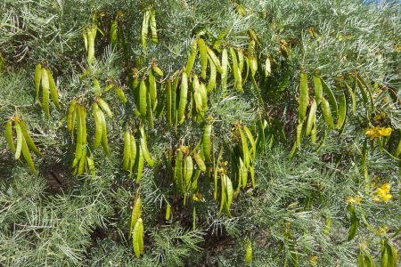 Téléchargez les photos : Gros plan de Cassia ou Sive Senna (Senna Artemisioides) natif d'Australie avec des gousses de graines vertes au printemps, fond naturel - en image libre de droit