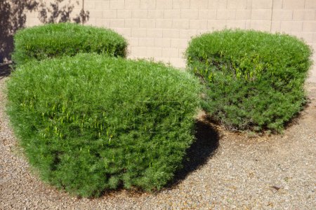 Australian native Feathery Cassia or Sive Senna (Senna Artemisioides) as informal hedge used in desert style xeriscaping in Phoenix, Arizona