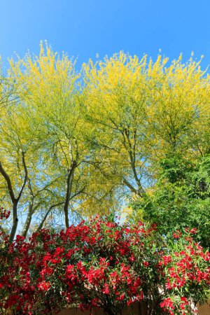Colorful red and yellow flowers of blooming Nerium Hardy Oleander and Palo verde trees in Arizona spring
