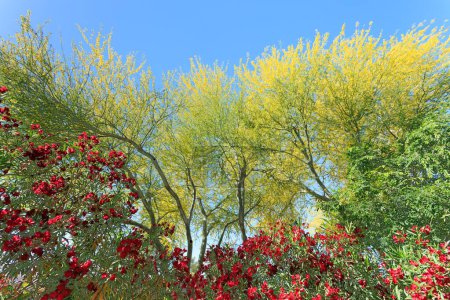 Photo for Colorful red and yellow flowers of blooming Nerium Hardy Oleander and Palo verde trees in Arizona spring - Royalty Free Image