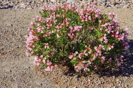 Terrenos xeriscaped del estilo del desierto con adelfa rosada tolerante a la sequía o adelfa pequeña de Nerium cubierta de flores rosadas, Phoenix, Arizona 