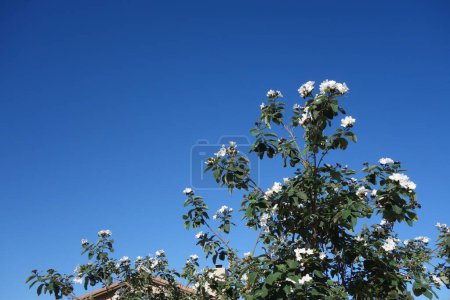 Anacahuita (également connu sous le nom de Cordia Boissieri, Cordia blanche, olive mexicaine, olive sauvage du Texas) floraison au début du printemps, espace de copie
