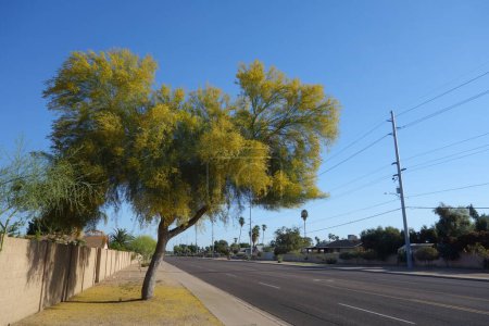 Photo for Xeriscaping residential road shoulder with Palo Verde in full bloom during Arizona Spring - Royalty Free Image