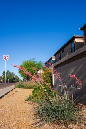 Die in der Wüste Arizonas beheimatete rote Yucca, Hesperaloe parviflora, die häufig entlang der Straßen der Stadt in Phoenix, Arizona, zu finden ist
