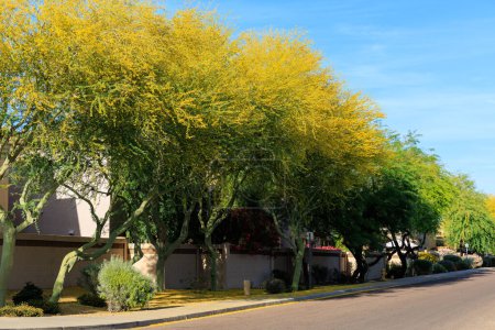Xeriscaped city road shoulder with Palo Verde in full bloom in spring, Phoenix, Arizona
