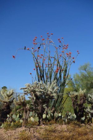 Desert style xeriscaped grounds with blooming ocotillo, jumping cholla and nopal cacti in city of Phoenix, Arizona
