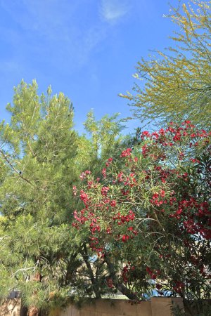 Blossoming cluster of red Oleander with yellow Palo Verde, Arizona Mesquite and Eldarica Pine in Spring