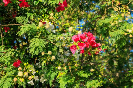 Foto de Primer plano de rojo carmesí brillante Bougainvillea entrelazado con Acacia Mearnsii también conocido como Black Wattle, fondo floral natural - Imagen libre de derechos