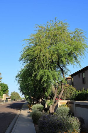 Blooming mesquite trees with brown-yellow flowers shaped like earrings along city streets in spring time, Phoenix, Arizona