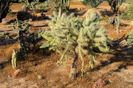 Cylindropuntia fulgida, también conocida como cholla saltarina, se encuentra como plat decorativo del desierto a lo largo de las calles de la ciudad en Phoenix, Arizona