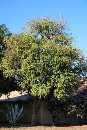 Grand Bauhinia purpurea arbre ou orchidée pourpre avec des fleurs et pendaison de longues gousses de graines en Arizona
