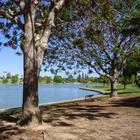 Invitation à se détendre arbres frais ombragés au bord du lac Kiwanis parc, Tempe, Arizona 