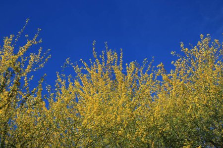 Photo for Blossoming with yellow flowers crown of desert native Fabaceae Parkinsonia Microphyllum also known as Palo Verde during warm Arizona spring in Arizona; copy space - Royalty Free Image