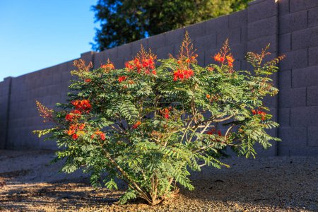 Xeriscaping with drought-tolerant Red Bird of Paradise (Caesalpinia pulcherrima) in Phoenix, Arizona