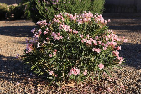 Desert style xeriscaped grounds with drought tolerant pink oleander or Nerium Petite Oleander covered in pink flowers, Phoenix, Arizona 
